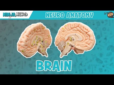 Neurology & Neuroanatomy: The Complete Lecture Series