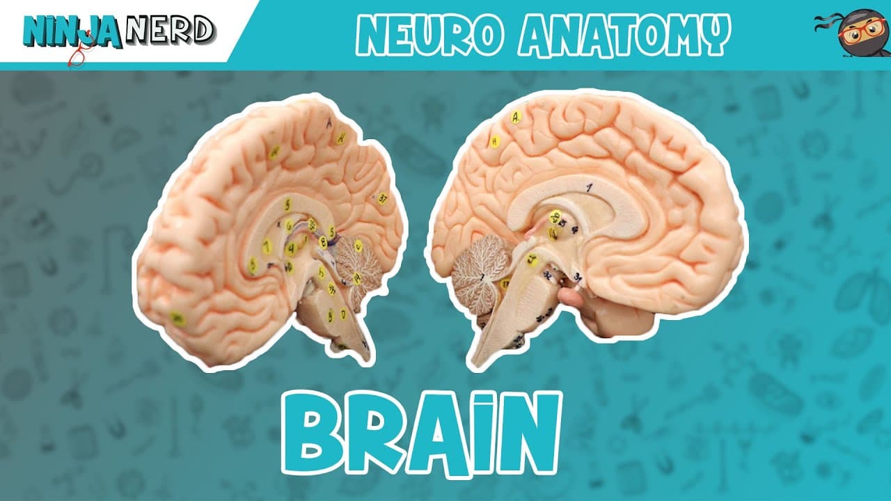 Neurology & Neuroanatomy: The Complete Lecture Series