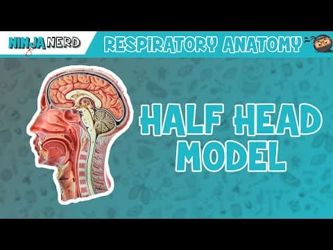 Human Physiology Masterclass: Lungs, Hormones, Gut, Kidneys & Immunity