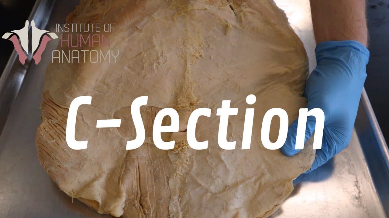 Anatomy of Movement: Muscles, Bones & Joints