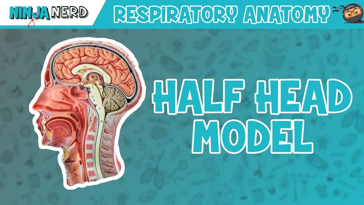 Human Physiology Masterclass: Lungs, Hormones, Gut, Kidneys & Immunity